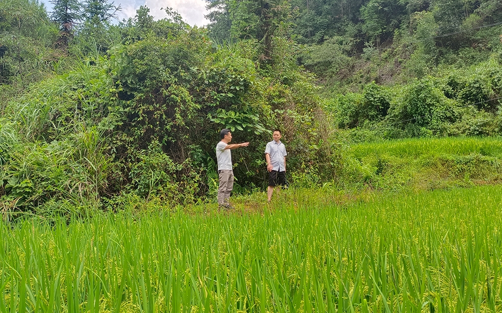 城步苗族自治县纪委监委开展“抗大旱，保秋收”专项行动_邵阳头条网